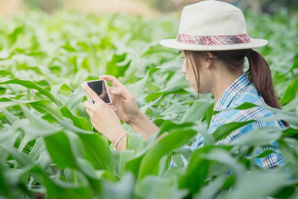 Kobiet-rolników są przy użyciu telefonu aby sprawdzić kukurydzy w pola kukurydzy. — Zdjęcie stockowe