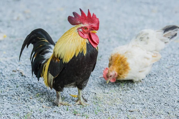 Ufak tefek tavuk portresi — Stok fotoğraf