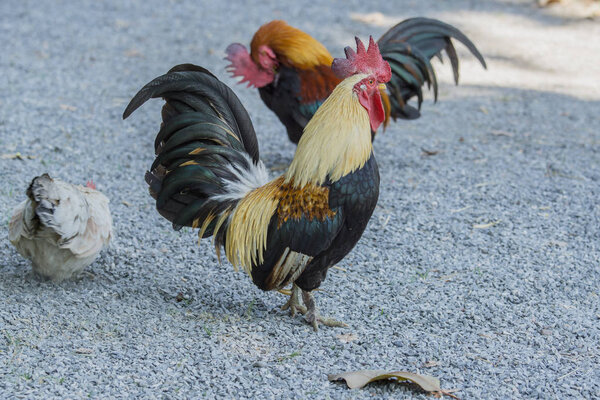 portrait of bantam chickens