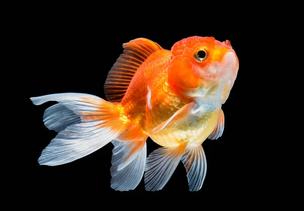 Goldfish isolado no fundo preto. — Fotografia de Stock