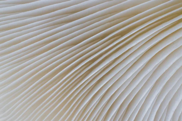 arka plan makro resim Sajor-caju mantar