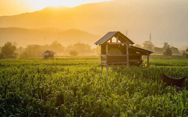 Cabane de fermier sur champ de maïs vert dans le jardin agricole et la lumière brille coucher de soleil — Photo