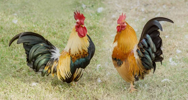Portrait of two bantam chickens — Stock Photo, Image