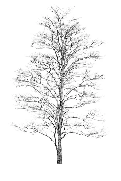 Torra träd på vit bakgrund — Stockfoto