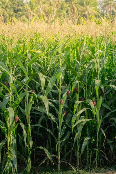 Tarım bahçesindeki yeşil mısır tarlası