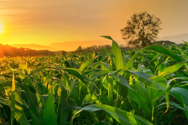 Campo de maíz verde joven en el jardín agrícola y la luz brilla puesta del sol — Foto de Stock