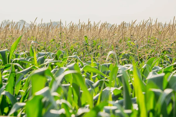 Tarım bahçesindeki yeşil mısır tarlası