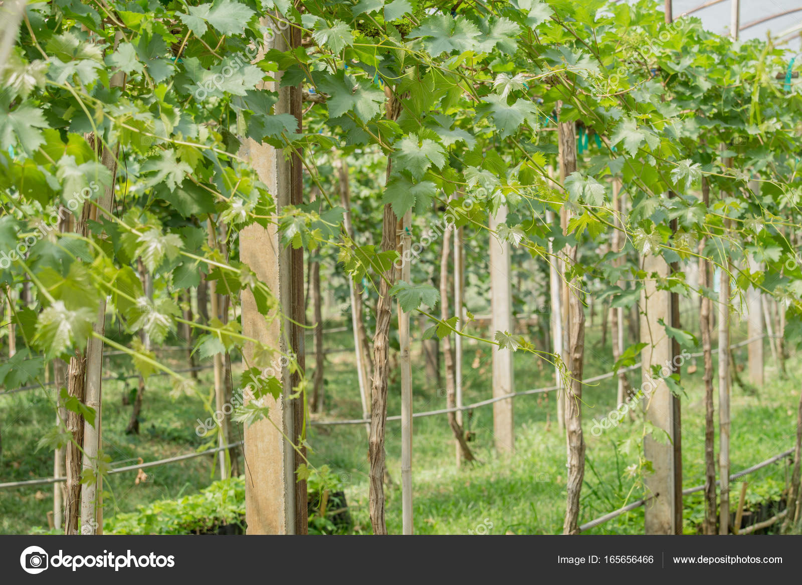 wein im garten, wein von trauben in landwirtschaftlichen garten — stockfoto © lamyai, Design ideen