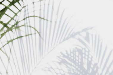 Beyaz duvardaki gölge palmiye yapraklarının soyut arkaplanı. 