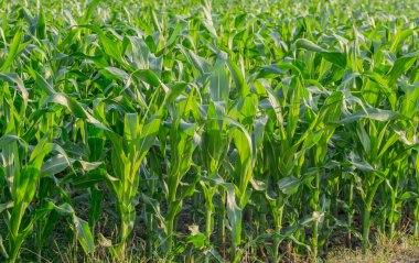 Tarım bahçesindeki yeşil mısır tarlası