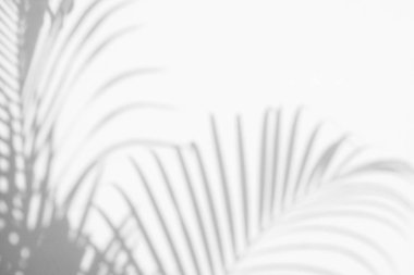 Beyaz duvardaki gölge palmiye yapraklarının soyut arkaplanı