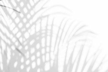 Beyaz duvardaki gölge palmiye yapraklarının soyut arkaplanı