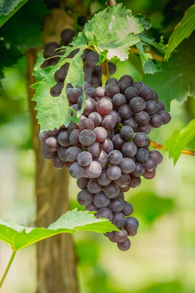 Gäng mogna druvor (Blackopor) på en vinstock i jordbruket trädgård — Stockfoto