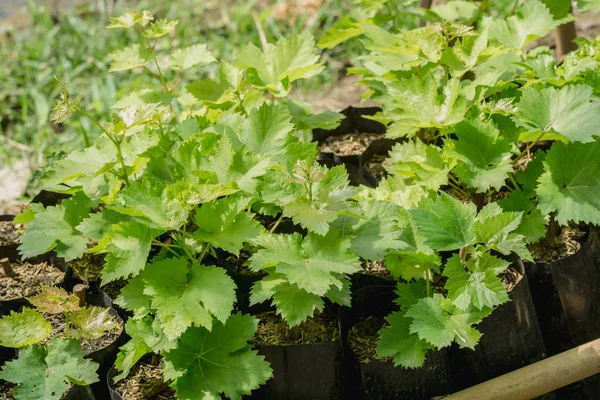 Asma tarım bahçesinde kreş