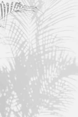 Beyaz duvardaki gölge palmiye yapraklarının soyut arkaplanı. 