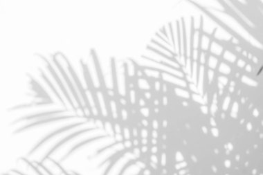 Beyaz duvardaki gölge palmiye yapraklarının soyut arkaplanı. 