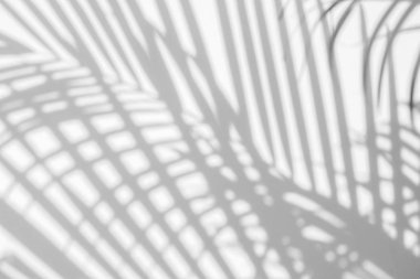 Beyaz duvardaki gölge palmiye yapraklarının soyut arkaplanı.