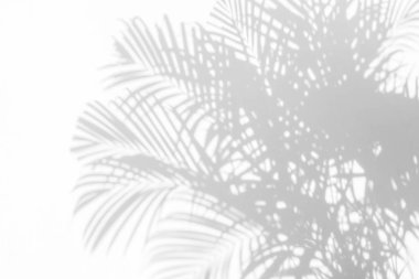 Beyaz duvardaki gölge palmiye yapraklarının soyut arkaplanı.