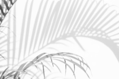 Gölgeler palmiye arka plan üzerinde beyaz bir wal bırakır