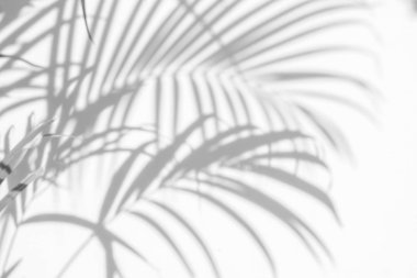 Beyaz duvardaki gölge palmiye yapraklarının soyut arkaplanı. 