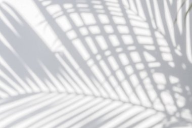 Beyaz duvardaki gölge palmiye yapraklarının soyut arkaplanı. 