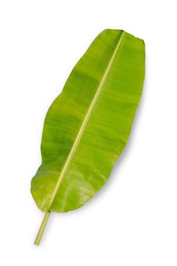Beyaz arkaplanda muz yaprağı izole