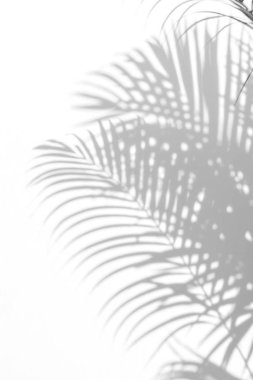 Beyaz duvardaki gölge palmiye yapraklarının soyut arkaplanı. 