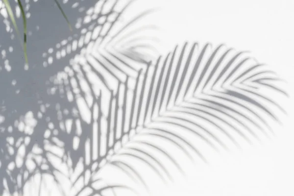 Abstracte achtergrond van schaduwen palmbladeren op een witte muur — Stockfoto