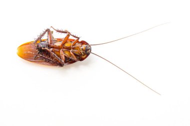 Hamamböceği ölü beyaz arka plan üzerinde