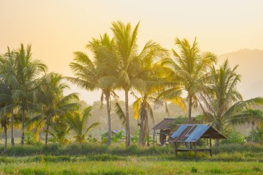 Hindistan cevizi hurma ağacı ve kulübe ışık parlar gün batımı ile kırsal Tayland
