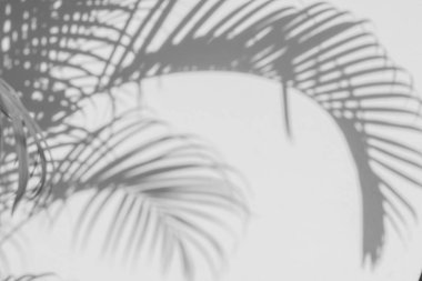 Beyaz duvardaki gölge palmiye yapraklarının soyut arkaplanı. 