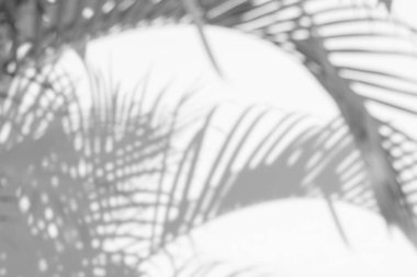 Beyaz duvardaki gölge palmiye yapraklarının soyut arkaplanı. 