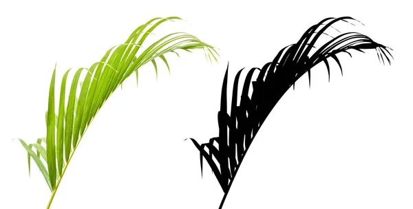 Grüne Palmblätter und Silhouette isoliert auf weißem Hintergrund. — Stockfoto