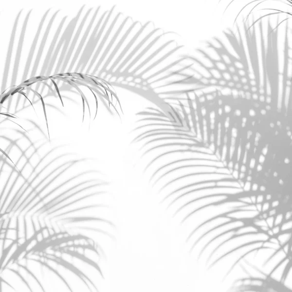 Abstract background of shadows palm leaves on a white wall. — Stock Photo, Image