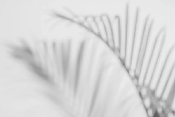 Fundo abstrato de sombras folhas de palma em uma parede branca . — Fotografia de Stock