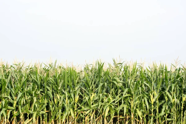 Tarım bahçesindeki yeşil mısır tarlası