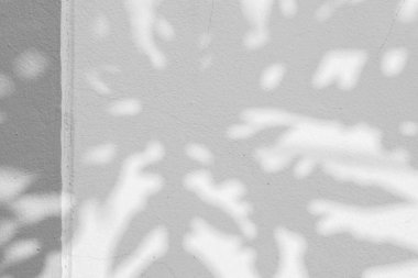 duvarda gölgeler papaya yaprağın arka plan. 