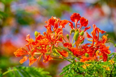 orange Royal Poinciana flower, The Flame Tree clipart