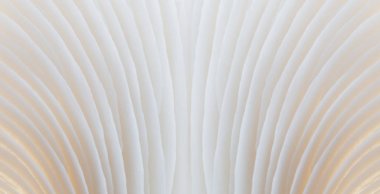 arka plan makro görüntü mantar, Sajor-caju mantar