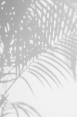 duvarda arka plan gölge hurma yaprakları. 