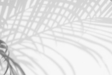 duvarda arka plan gölge hurma yaprakları. 