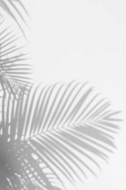 duvarda arka plan gölge hurma yaprakları.