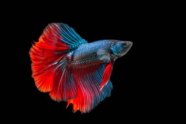 Siyam savaşçısı balıklar siyah arkaplanda izole edilmiş.