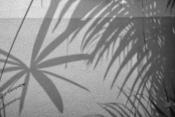 Абстрактний фон тіньових пальмових листя на бетонній шорсткій текстурі стіни . — стокове фото