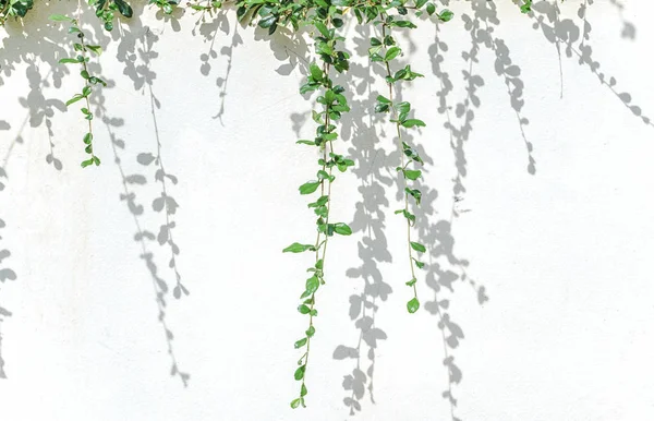 Green plants and shadow leaf on white concrete wall. — Stock Photo, Image