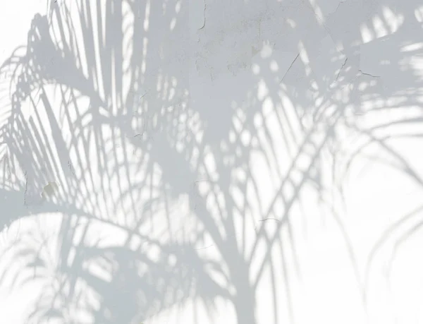 Абстрактний фон з тіней пальмового листя на білій стіні . — стокове фото