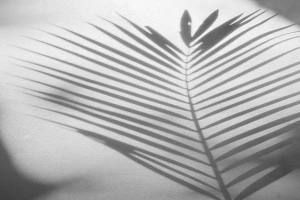 Абстрактный фон из листьев пальмы на бетонной грубой текстуре стены . — стоковое фото