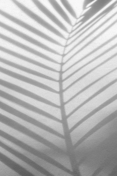 Абстрактный фон из листьев пальмы на бетонной грубой текстуре стены . — стоковое фото