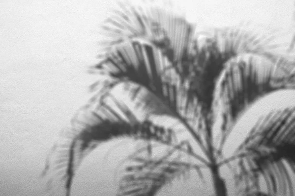 Αφηρημένα φόντο του shadow palm φύλλα σε σκυρόδεμα τραχιά υφή τοίχο. — Φωτογραφία Αρχείου