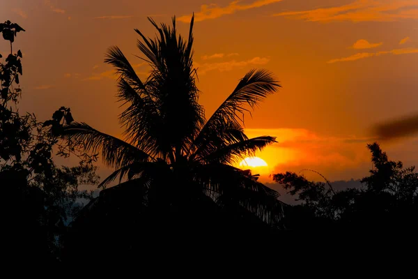 Κοκοφοίνικα παλάμη δέντρο σιλουέτα στο ηλιοβασίλεμα υπόβαθρο — Φωτογραφία Αρχείου